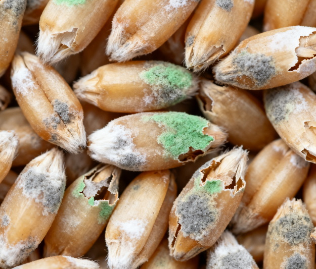 真菌毒素检测仪